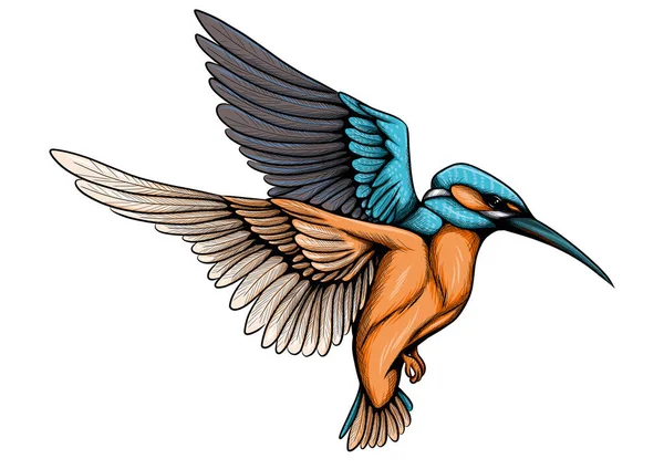 Illustration Kingfisher — Stock Vector