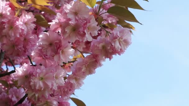 Třešňový Květ Jarní — Stock video