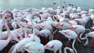 Pembe büyük kuş gr