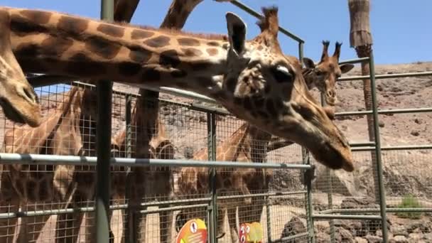 Großaufnahme Von Giraffen Zoo — Stockvideo