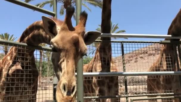 Close Girafas Zoológico — Vídeo de Stock