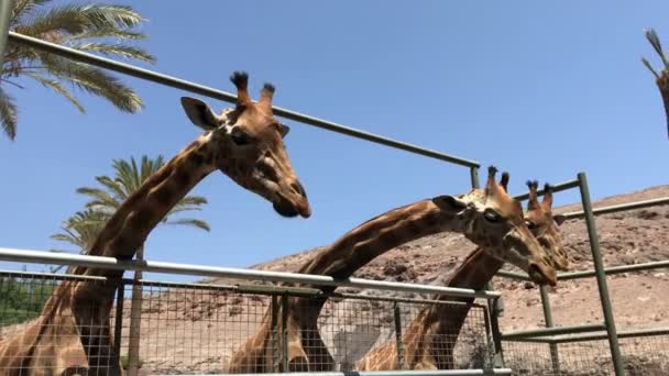 Primer Plano Jirafas Zoológico — Vídeos de Stock