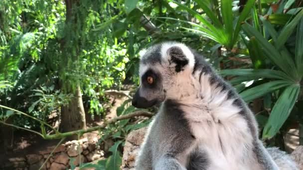 Ringsvansad Lemur Lemur Catta — Stockvideo