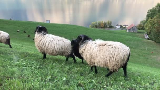 Sheep Grazing Belo Prado Montanha Suíça — Vídeo de Stock