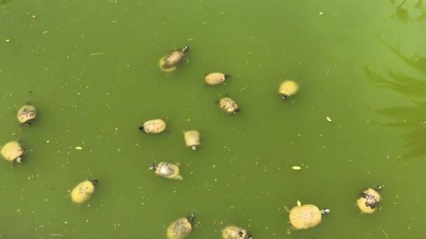 Group Turtles Swim Murky Pond Water — Stock Video