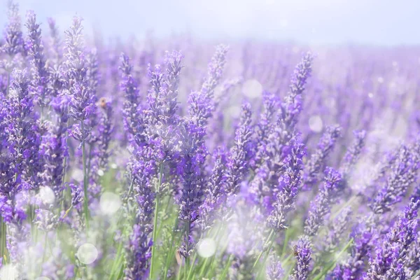 Lavanda — Fotografia de Stock