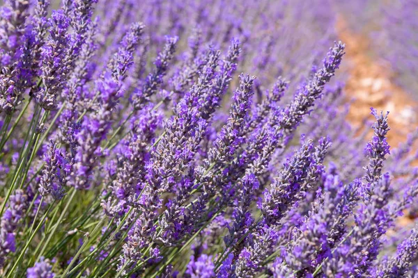 Lavendel — Stockfoto