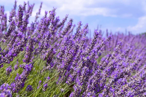 Lavendel — Stockfoto