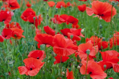 kırmızı gelincik çiçekleri 