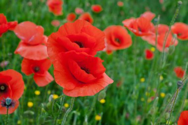 kırmızı gelincik çiçekleri 