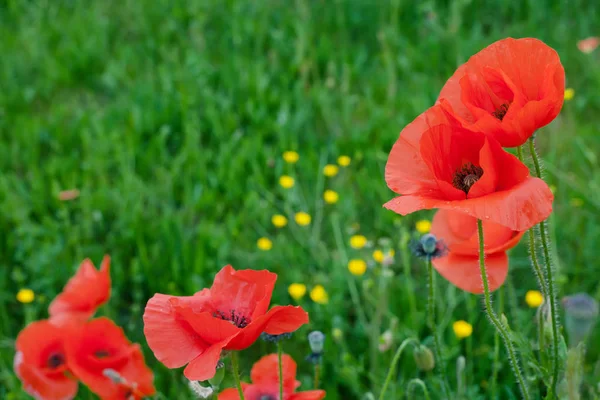 Fleurs de pavot rouge — Photo