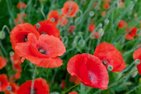 Red Poppy Flowers — Stock Photo, Image