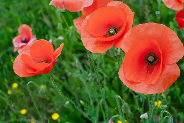 Red Poppy Flowers — Stock Photo, Image