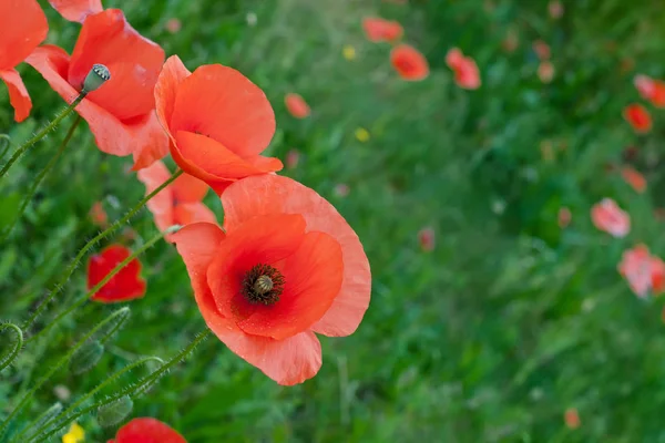 Fleurs de pavot rouge — Photo