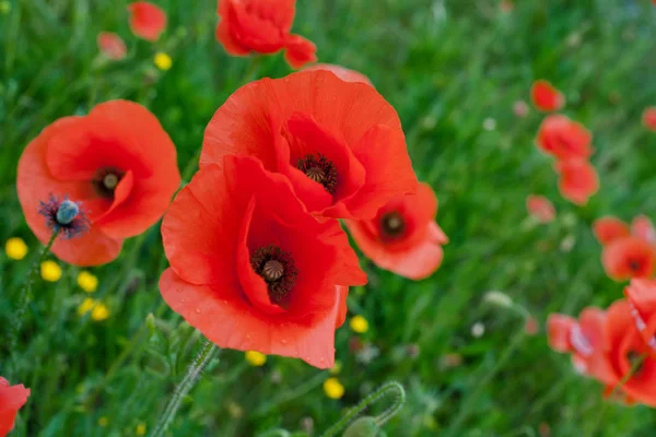 Red Poppy Flowers — Stock Photo, Image