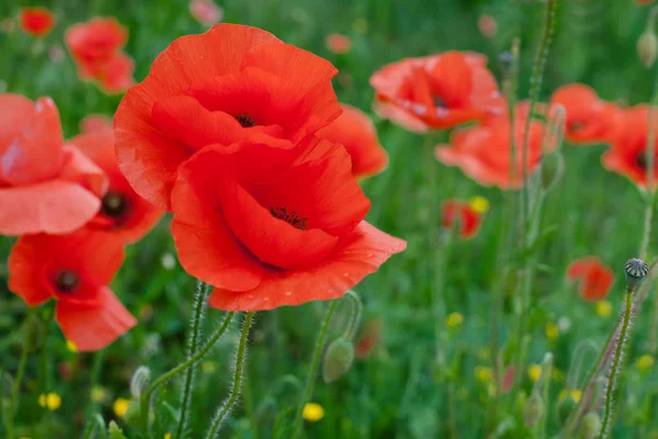 Red Poppy Flowers — Stock Photo, Image