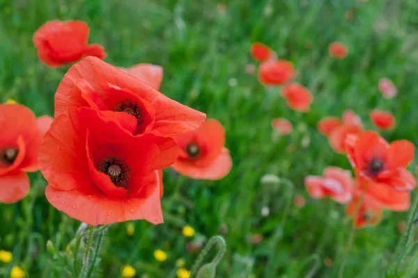 Red Poppy Flowers — Stock Photo, Image
