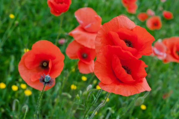 Red Poppy Flowers — Stock Photo, Image