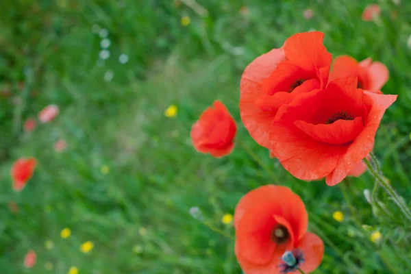 Fleurs de pavot rouge — Photo