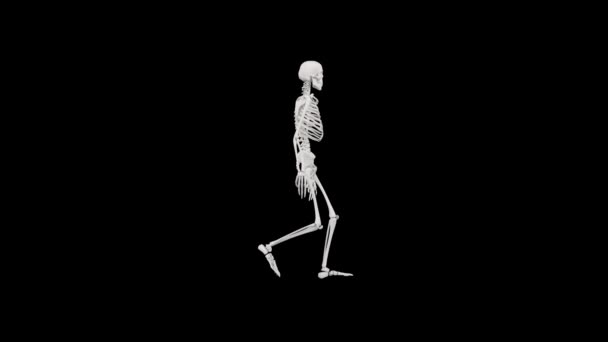 Skeleton Walking Animation Seamless Animation Skeleton Walking Swagger Halloween Concept — Stock Video