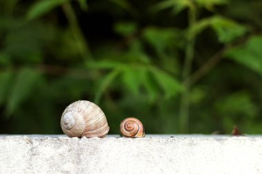 Çim bahçesinde iki salyangoz