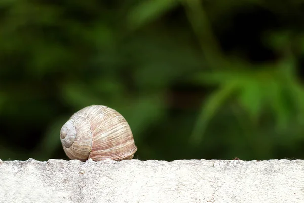 Schnecke im Garten auf dem Gras — Stockfoto