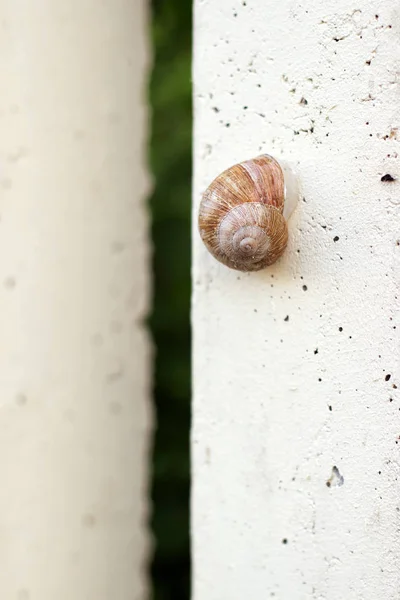 Dos caracoles en el jardín sobre la hierba — Foto de Stock