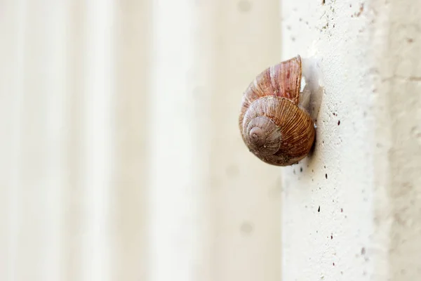 Schnecke im Garten auf dem Gras — Stockfoto