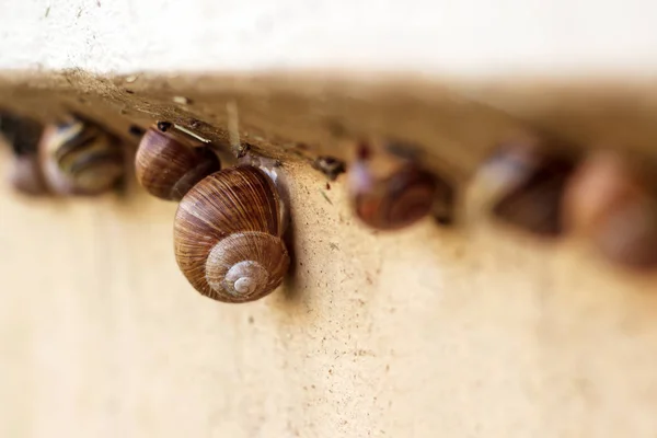 Mehrere Schnecken kriechen im Garten am Zaun entlang — Stockfoto