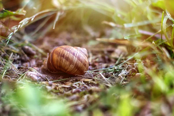 Escargot dans le jardin sur l'herbe — Photo