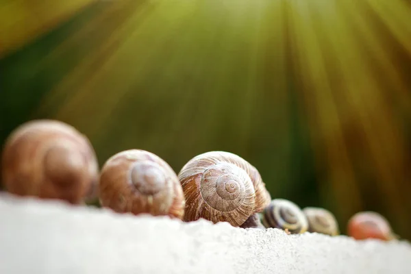 Plusieurs escargots rampent le long de la clôture dans le jardin — Photo