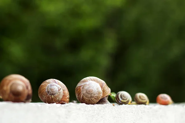 几个蜗牛沿着篱笆在花园里爬行。 — 图库照片