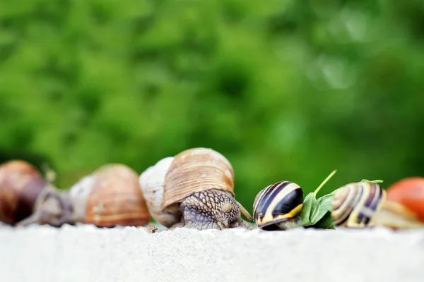 Mehrere Schnecken kriechen am Zaun entlang — Stockfoto