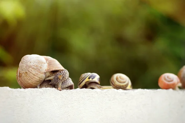 Several snails creep along the fence — Stock Photo, Image