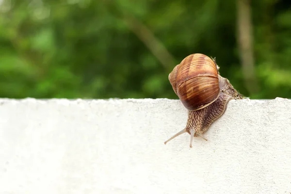 Escargot dans le jardin sur le béton — Photo