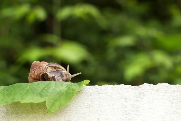 Schnecke im Garten auf dem Gras — Stockfoto