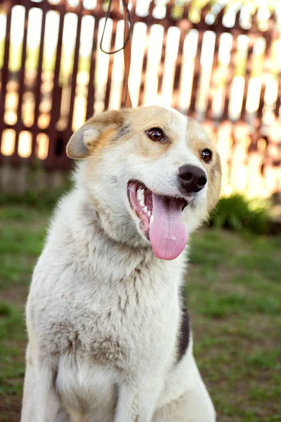 笑顔の犬が草の屋外で舌を出した — ストック写真