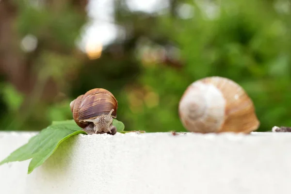 草地上花园里的两只蜗牛 — 图库照片