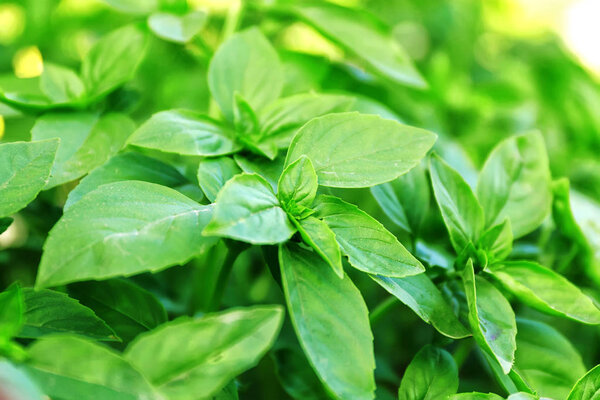 Fresh green Oregano in the garden in the summer