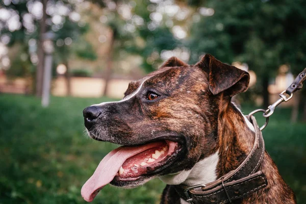 Erős és gyönyörű amerikai staffordshire terrier férfi portréja kívül a forró nyári napon — Stock Fotó