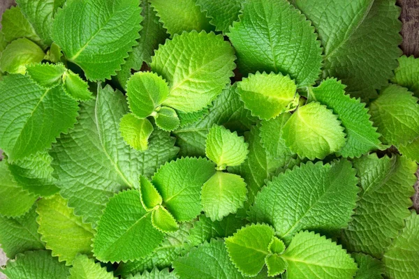 Daun Mint hijau segar, Latar Belakang horisontal dengan ruang fotokopi . — Stok Foto