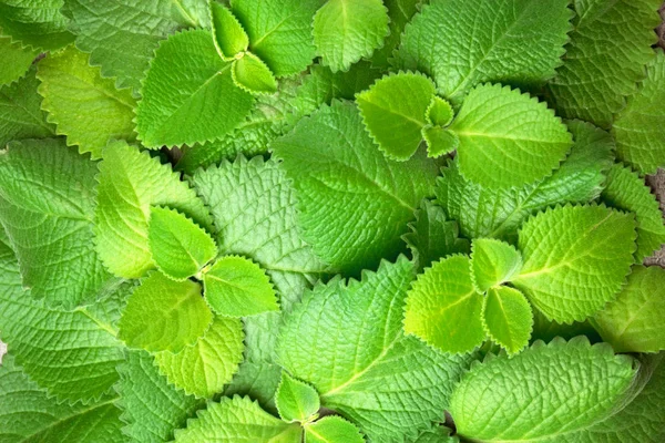 Daun Mint hijau segar, Latar Belakang horisontal dengan ruang fotokopi . — Stok Foto