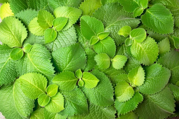 Daun Mint hijau segar, Latar Belakang horisontal dengan ruang fotokopi . — Stok Foto