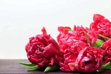 Kırmızı ve Pembe Lale beyaz arka plan üzerinde bahar. Geniş panoramik çiçek sınır