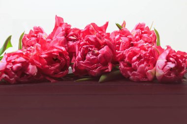 Pembe Lale beyaz arka plan üzerinde bahar. Geniş panoramik çiçek sınır