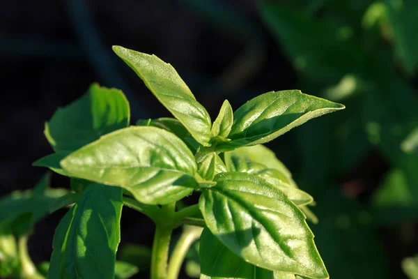 Hijau segar Oregano di taman di musim panas — Stok Foto