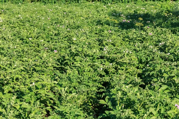 Fiatal burgonyanövény a mezőn, biogazdaság. — Stock Fotó