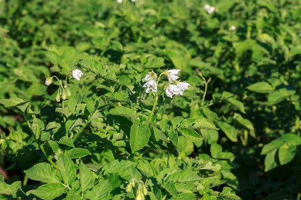 Blossoming of potato fields, potato plants with white flowers — Stok Foto