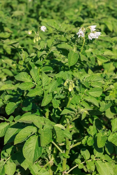 Blossoming of potato fields, potato plants with white flowers — Stok Foto