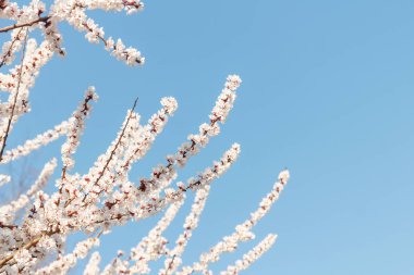 güzel çiçekli elma ağaçlarının. arka plan bahar günü çiçek açan çiçeklerle.